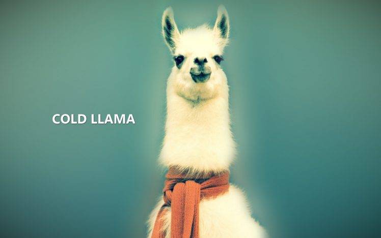 animals, Lama, Llamas, Abstract, Nature HD Wallpaper Desktop Background