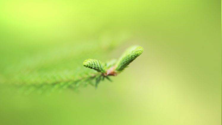 nature, Green, Macro HD Wallpaper Desktop Background