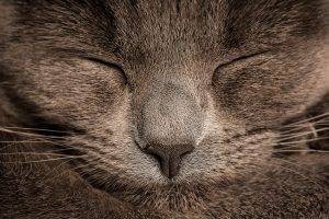 cat, Furry, Sleeping, Animals, Closeup
