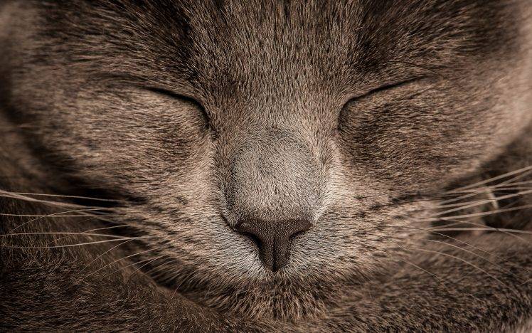 cat, Furry, Sleeping, Animals, Closeup HD Wallpaper Desktop Background
