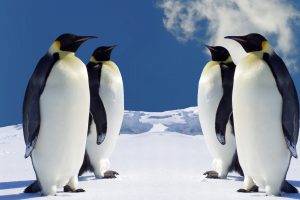 penguins, Animals, Birds