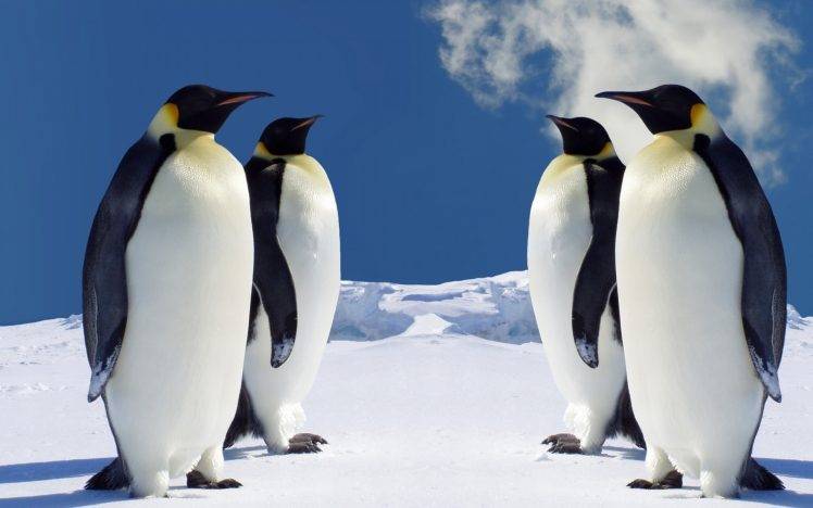 penguins, Animals, Birds HD Wallpaper Desktop Background