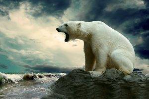 polar Bears, Animals