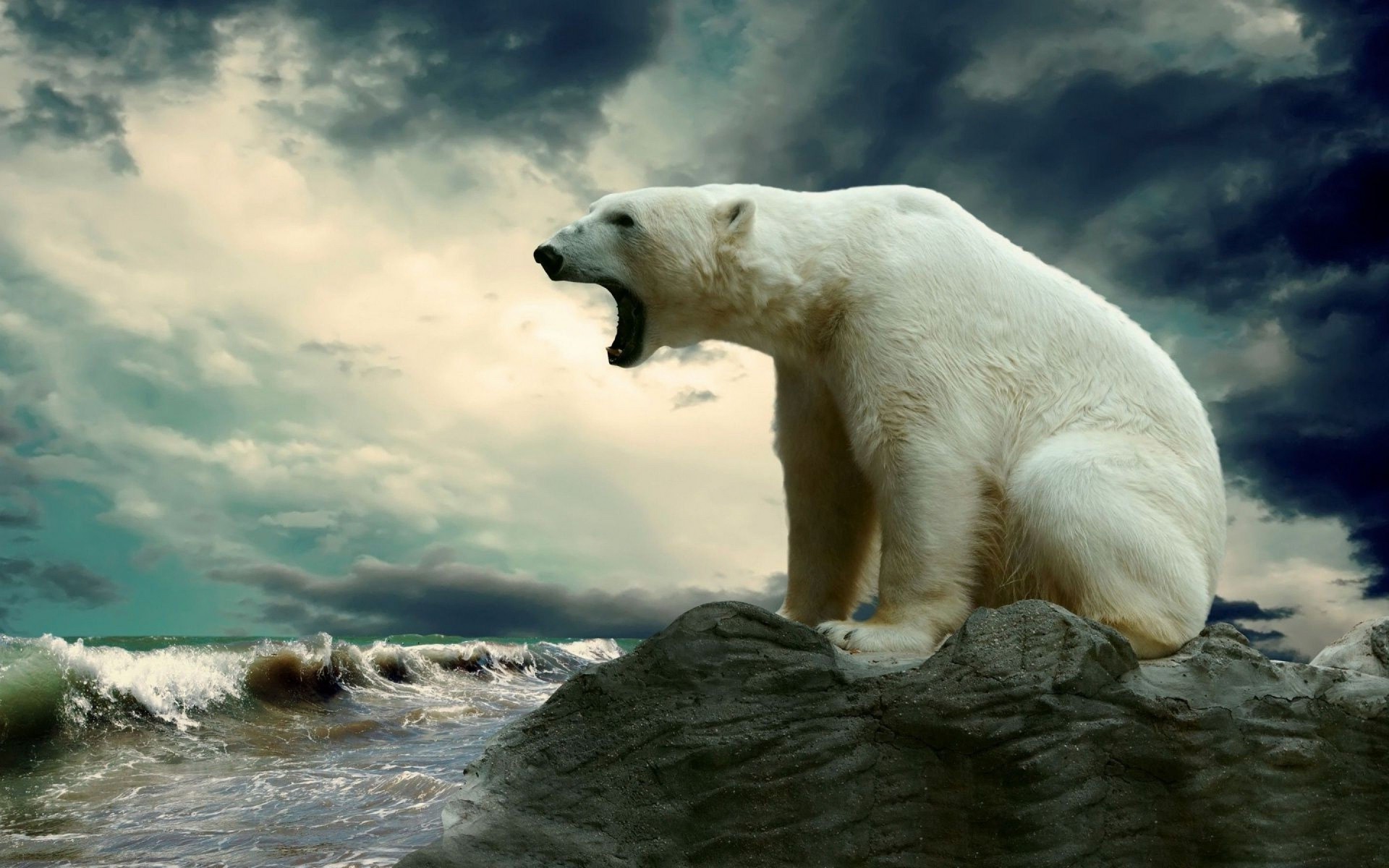 polar Bears, Animals Wallpaper