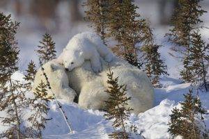 polar Bears, Animals, Baby Animals, Snow