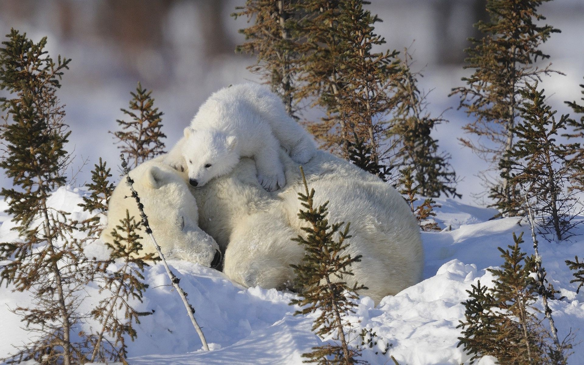 polar Bears, Animals, Baby Animals, Snow Wallpaper