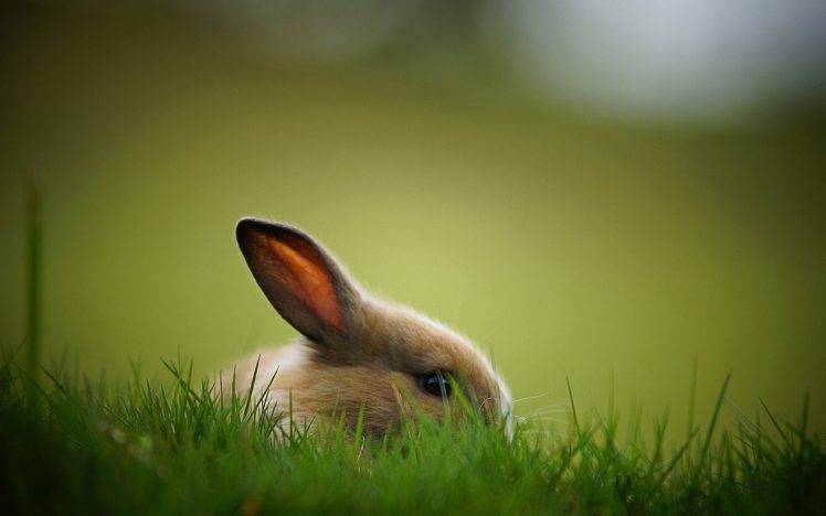 rabbits, Animals HD Wallpaper Desktop Background