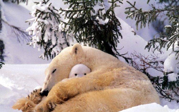 polar Bears, Animals, Baby Animals, Snow HD Wallpaper Desktop Background