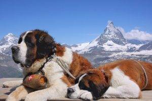 dog, Animals, St. Bernard, Mountain