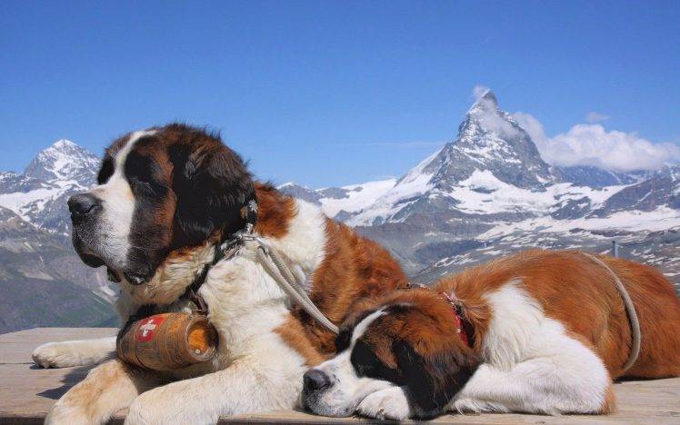dog, Animals, St. Bernard, Mountain HD Wallpaper Desktop Background