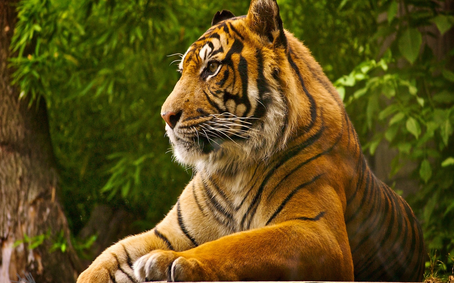 tiger, Animals, Nature Wallpaper