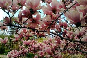 magnolia, Trees, Nature