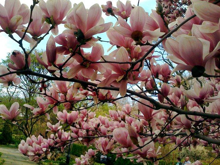magnolia, Trees, Nature HD Wallpaper Desktop Background