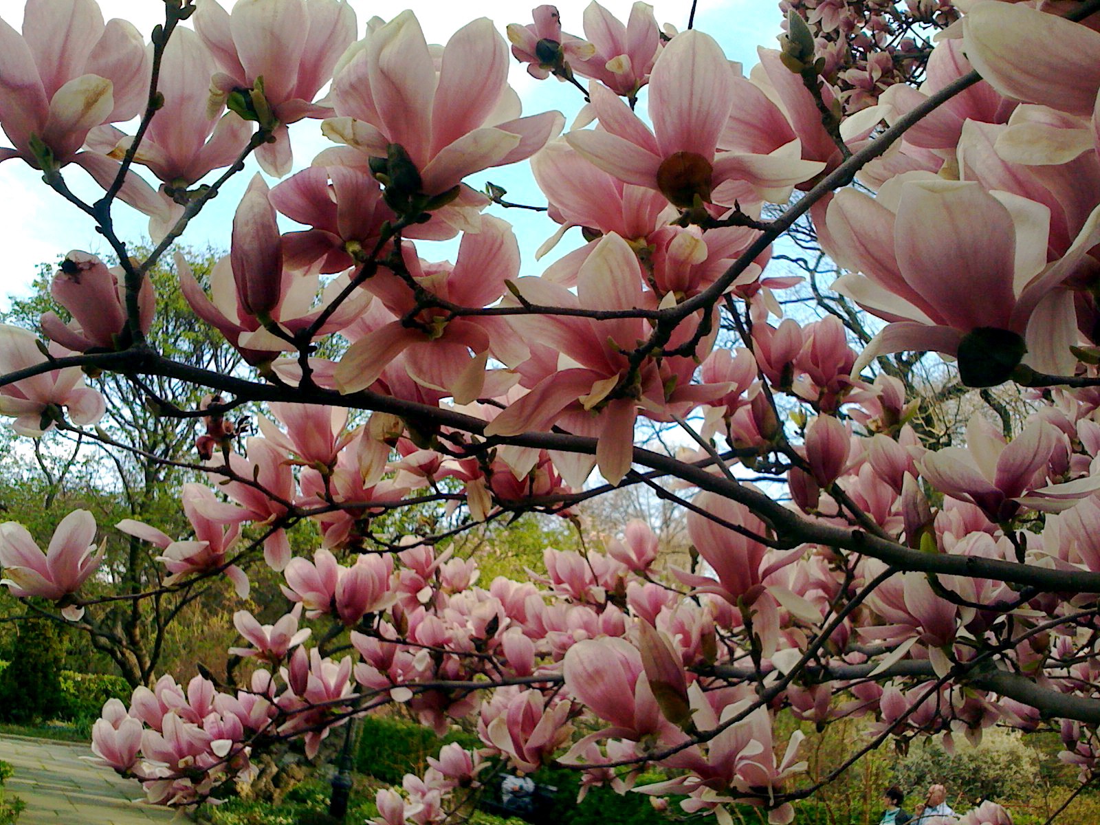 magnolia, Trees, Nature Wallpaper