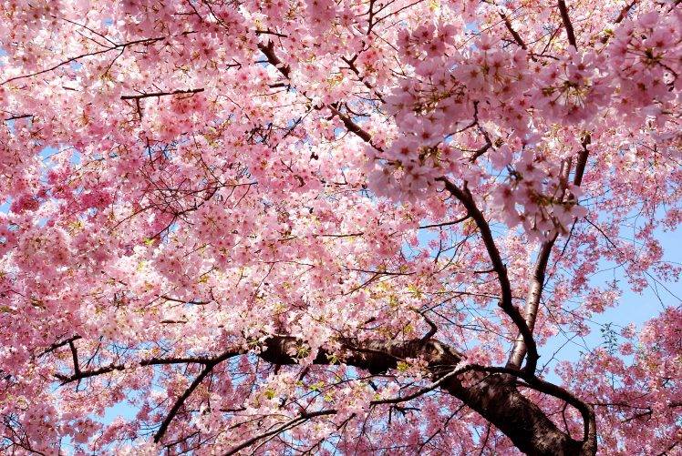 pink, Trees, Nature, Magnolia, Sakura Sakura HD Wallpaper Desktop Background