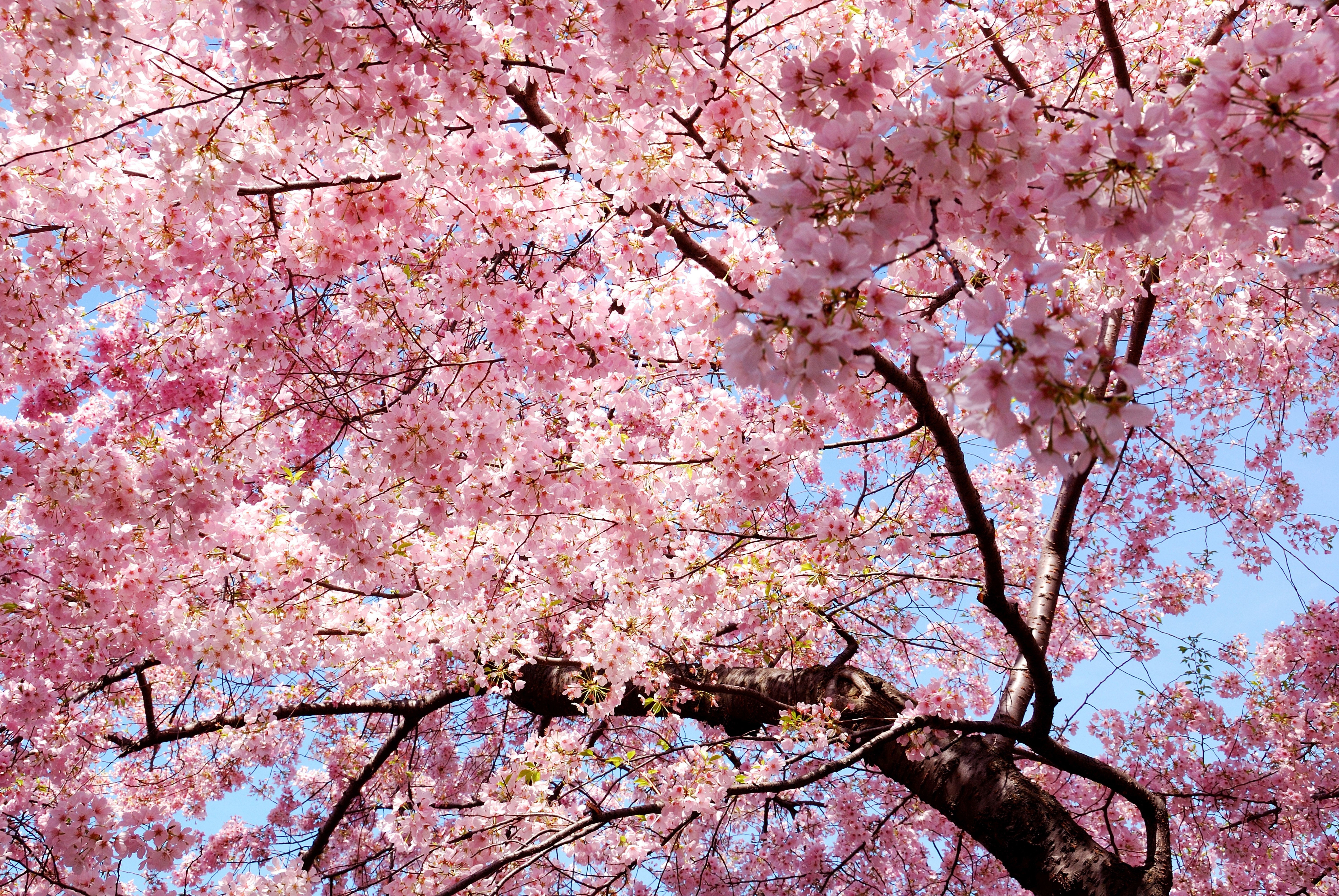 pink, Trees, Nature, Magnolia, Sakura Sakura Wallpapers HD / Desktop