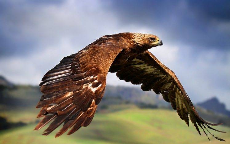 eagle, Animals HD Wallpaper Desktop Background