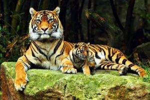 tiger, Animals, Baby Animals