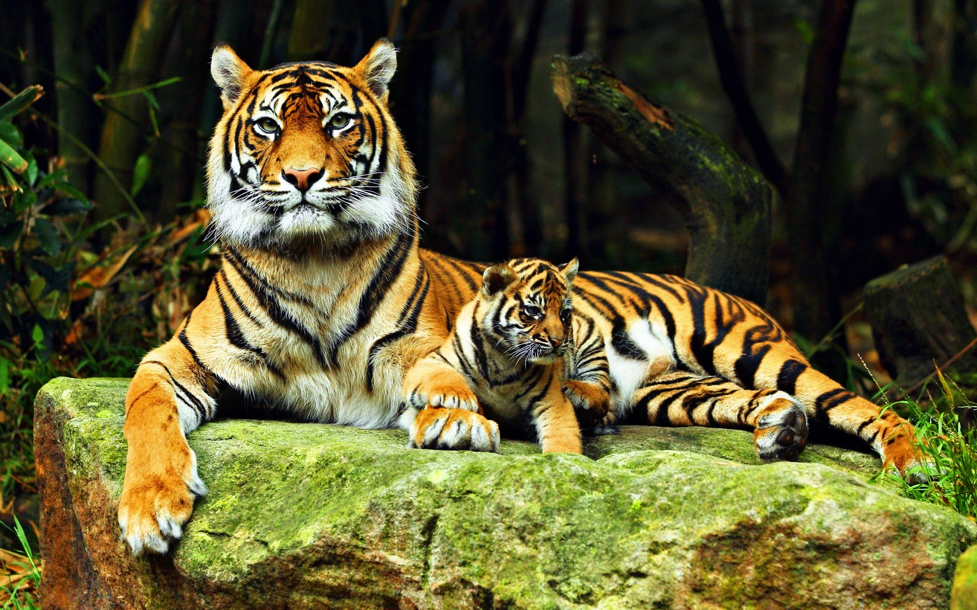 tiger, Animals, Baby Animals Wallpaper