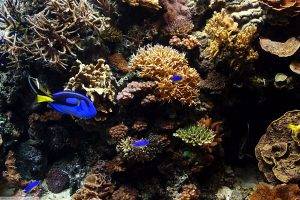 tropical Fish, Fish, Animals, Coral, Underwater