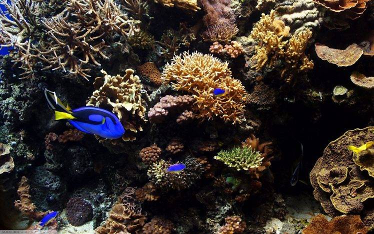 tropical Fish, Fish, Animals, Coral, Underwater HD Wallpaper Desktop Background