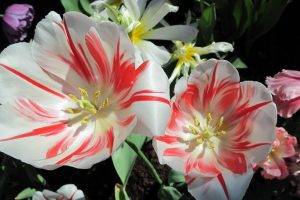 tulips, Flowers, Nature, White Flowers