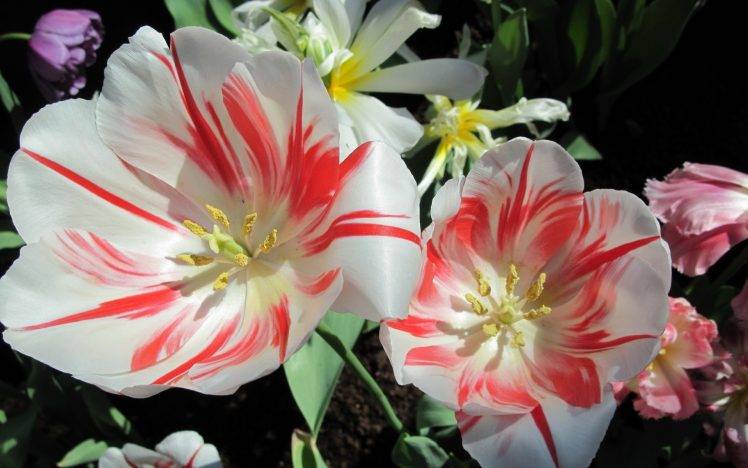 tulips, Flowers, Nature, White Flowers HD Wallpaper Desktop Background