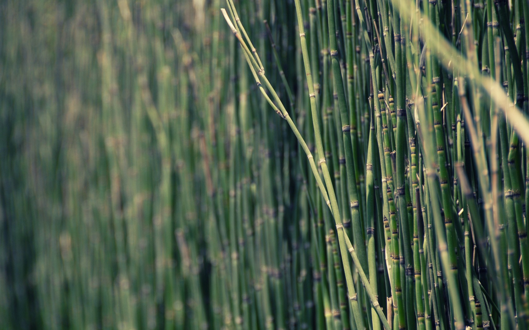 nature, Bamboo Wallpaper