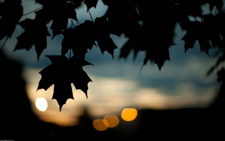 photography, Leaves, Bokeh, Silhouette, Nature HD Wallpaper Desktop Background