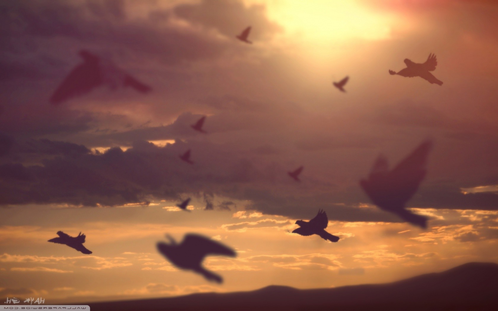 nature Wallpaper