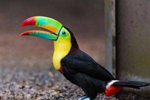 toucans, Birds, Animals