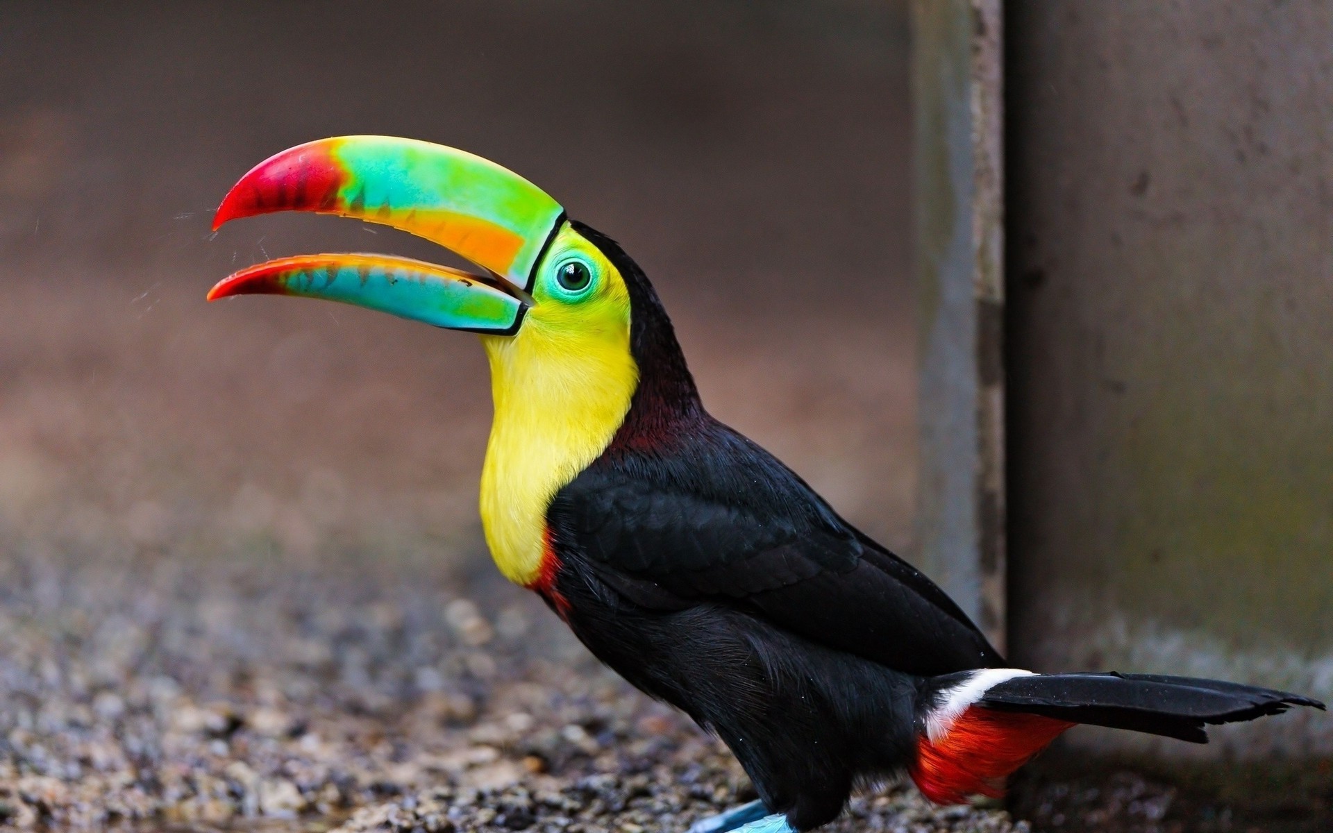 toucans, Birds, Animals Wallpaper