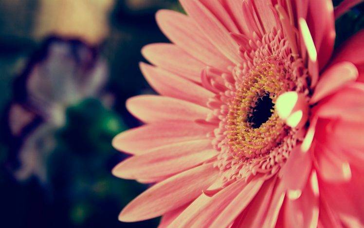 pink Flowers, Flowers, Nature, Macro HD Wallpaper Desktop Background