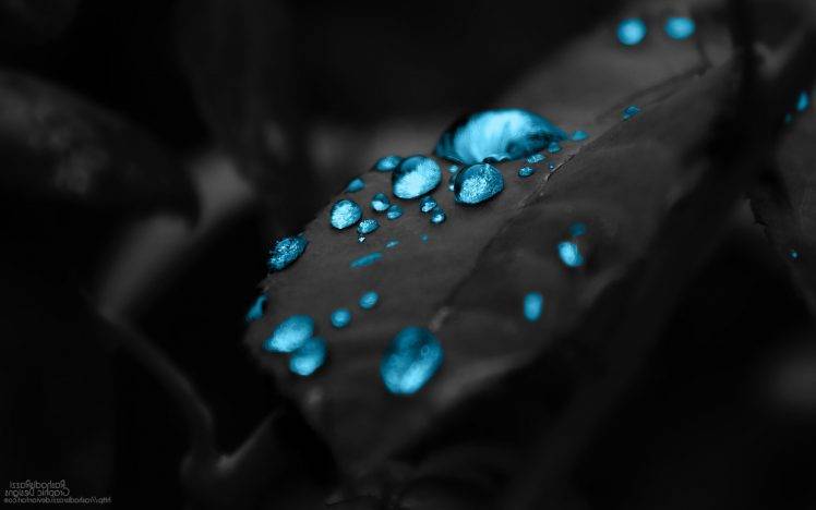 leaves, Water, Nature, Blue HD Wallpaper Desktop Background