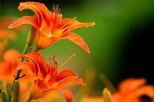 lilies, Flowers, Orange Flowers