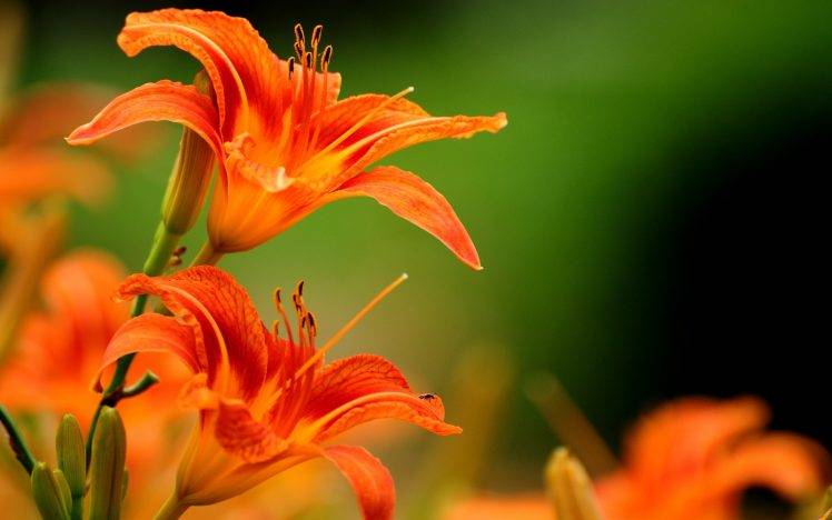 lilies, Flowers, Orange Flowers HD Wallpaper Desktop Background