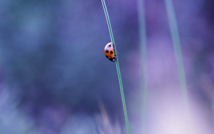macro, Insect, Ladybugs, Nature HD Wallpaper Desktop Background