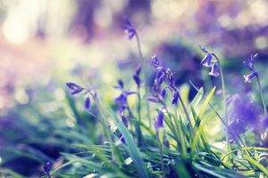nature, Bokeh, Flowers, Purple Flowers, Grass