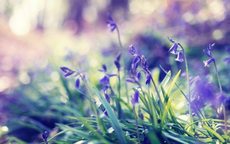 nature, Bokeh, Flowers, Purple Flowers, Grass HD Wallpaper Desktop Background
