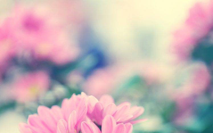 flowers, Nature, Depth Of Field, Pink Flowers HD Wallpaper Desktop Background