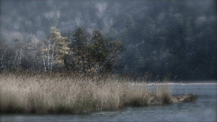 nature, Water, Forest HD Wallpaper Desktop Background