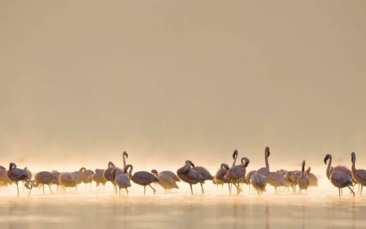 birds, Flamingos, Water, Nature, Animals HD Wallpaper Desktop Background