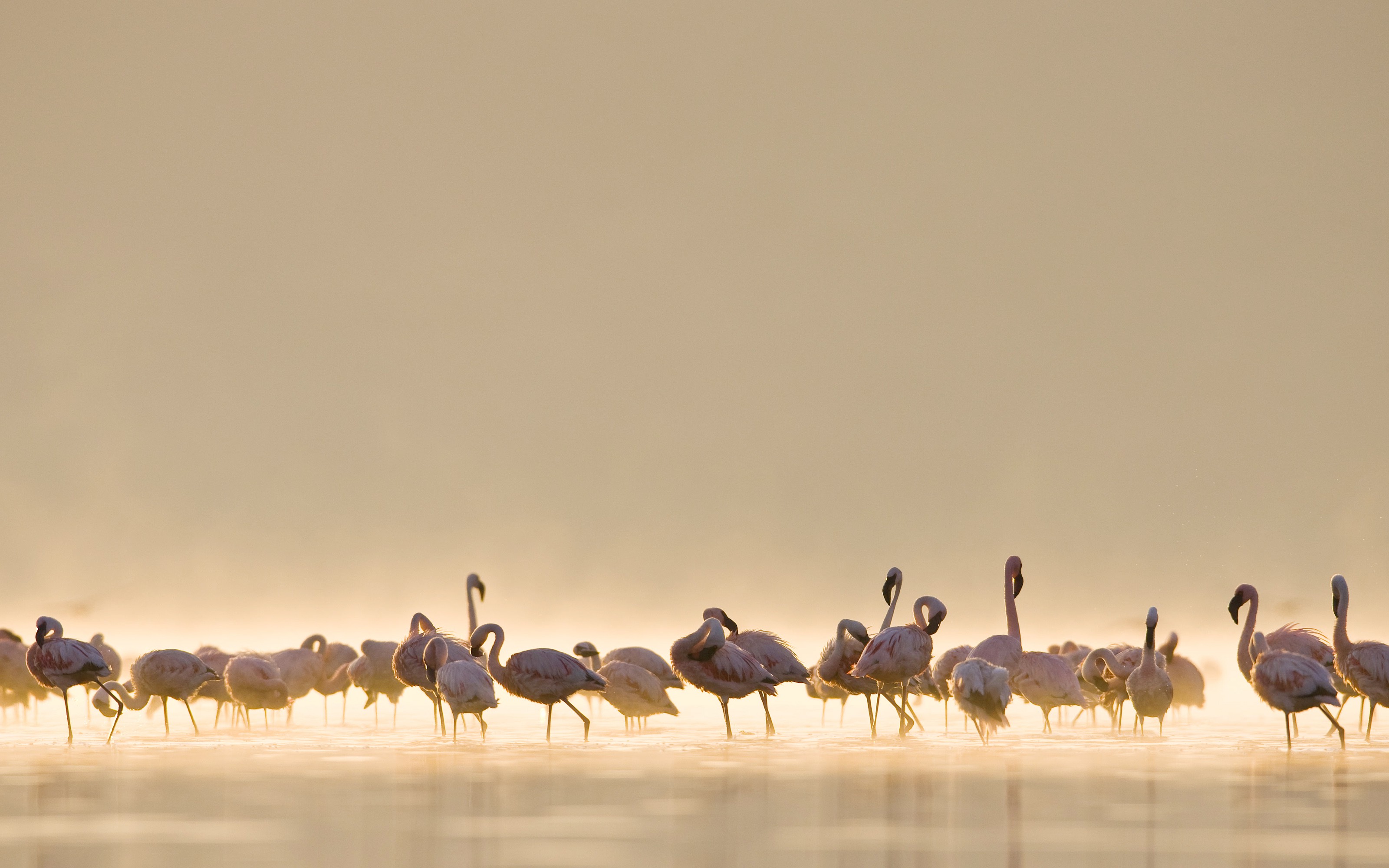 birds, Flamingos, Water, Nature, Animals Wallpaper