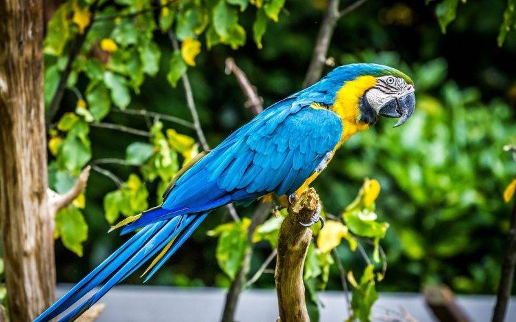 parrot, Birds, Animals HD Wallpaper Desktop Background