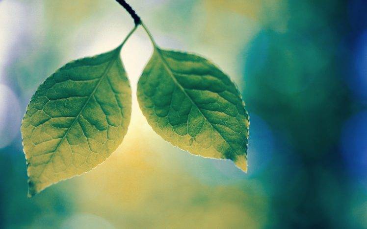 leaves, Plants, Nature, Closeup HD Wallpaper Desktop Background