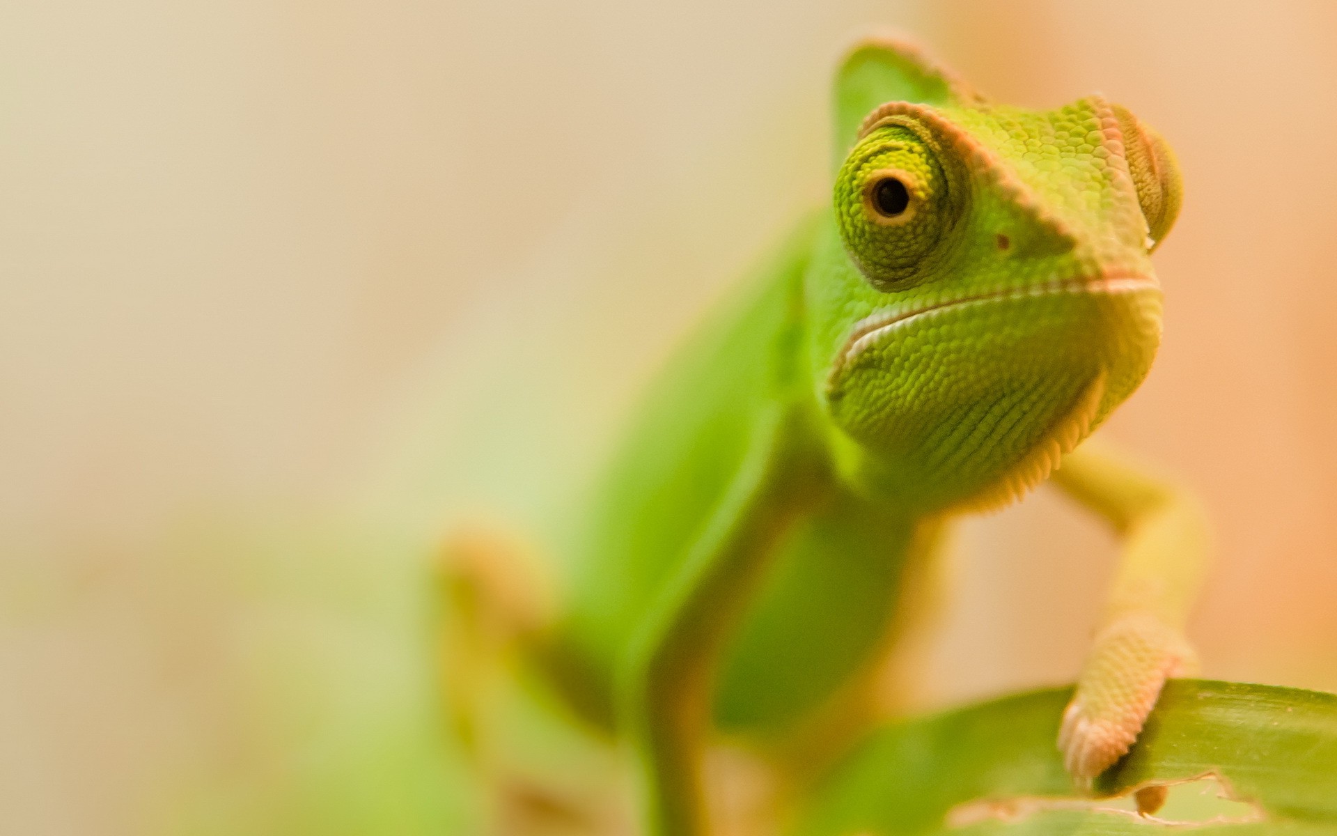 animals, Chameleons, Macro Wallpaper