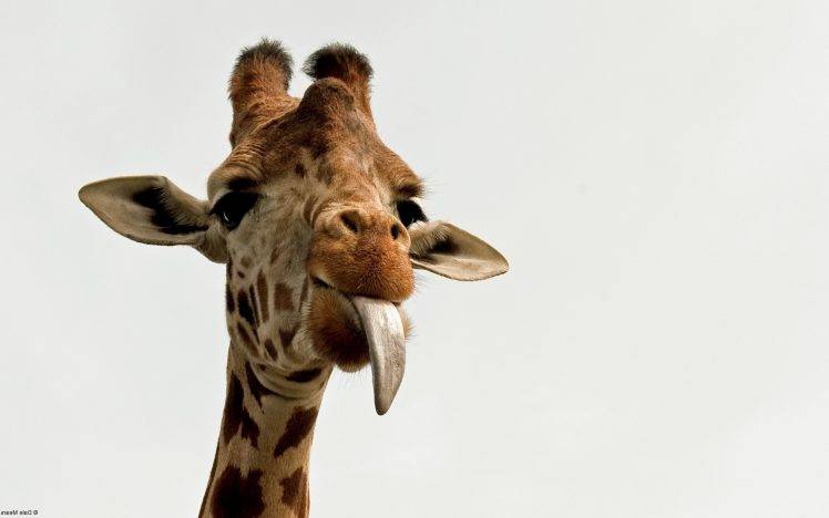animals, Giraffes HD Wallpaper Desktop Background