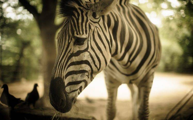 animals, Zebras HD Wallpaper Desktop Background