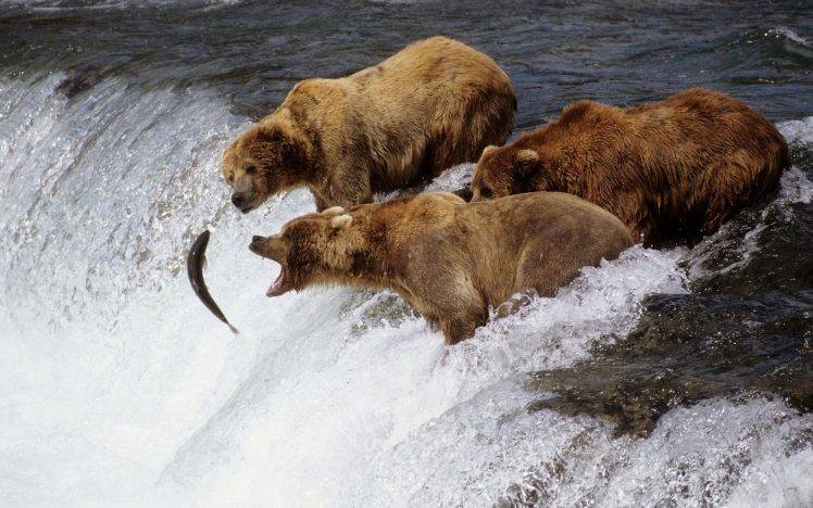 bears, Animals HD Wallpaper Desktop Background