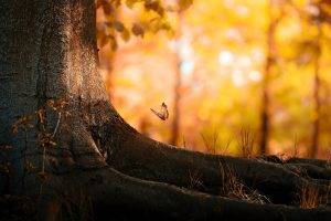 butterfly, Trees, Nature, Bokeh